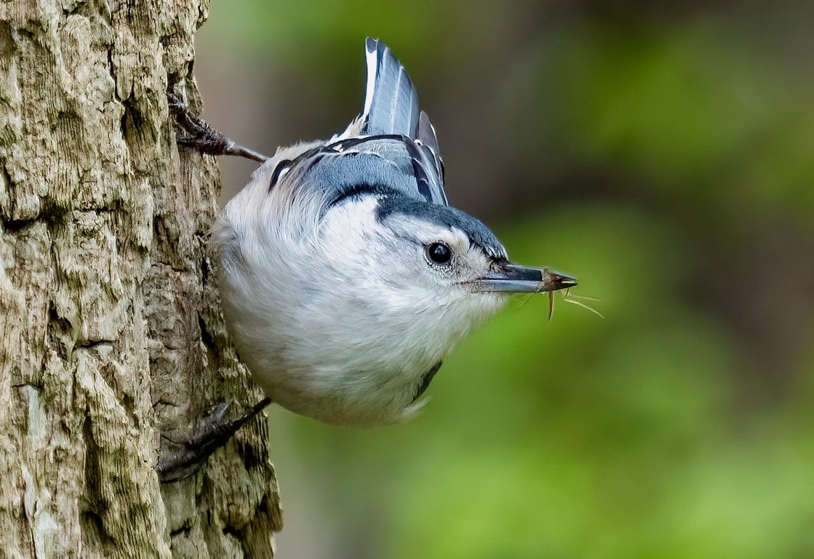 White-breasted Nuthatch with prey in Prospect Park by Rhododendrites is licensed under CC BY-SA 4.0.